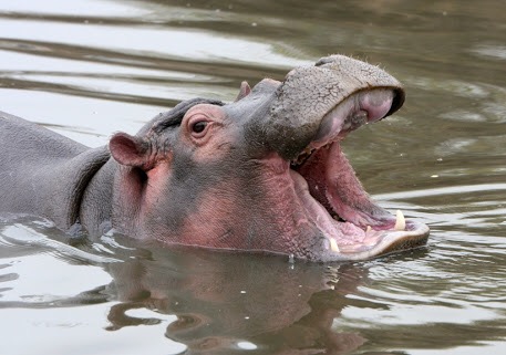 Of Camels and&nbsp;Hippos